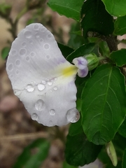 Pombalia communis