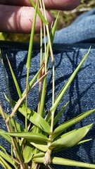 Dichanthelium ensifolium