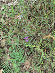 (c) Chet Burrier, some rights reserved (CC BY) Symphyotrichum pratense, photograph (c) Chet Burrier, some rights reserved (CC BY)