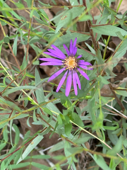 (c) Chet Burrier, some rights reserved (CC BY) Symphyotrichum pratense, photograph (c) Chet Burrier, some rights reserved (CC BY)