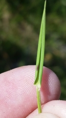 Dichanthelium ensifolium