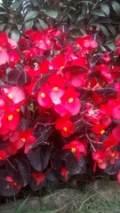 Begonia cucullata hookeri