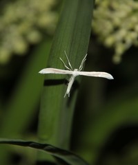 Hellinsia homodactylus