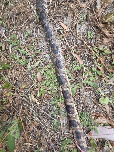 Pine Snake