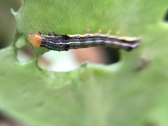 Spodoptera