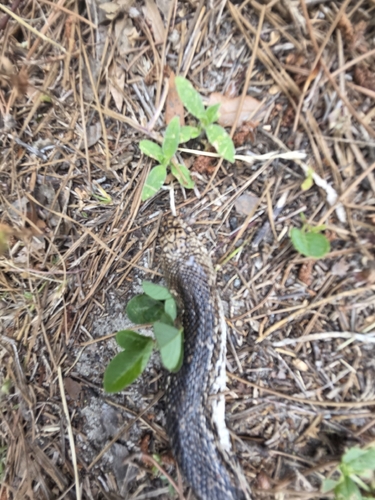 Pine Snake
