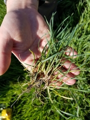 Aegilops triuncialis