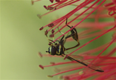 Salpingogaster