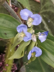 Commelina obliqua