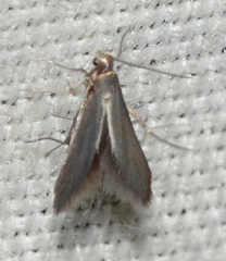 Schreckensteinia erythriella