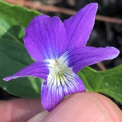 Viola edulis