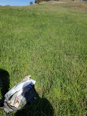 Aegilops triuncialis