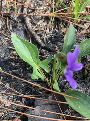 Viola edulis