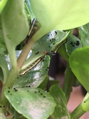 Spodoptera