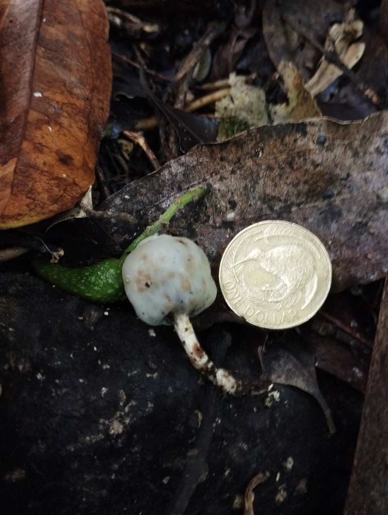 Psilocybe weraroa · April 2026 · photo: © geoffr (iNaturalist, cc0)