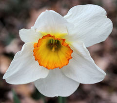 Narcissus poeticus