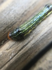 Spodoptera