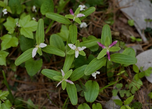 Image of Trillium texanum by (c) Michelle W. （鍾偉瑋）, some rights reserved (CC BY)