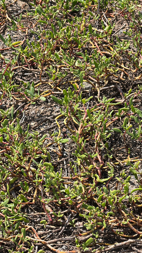 Sesuvium portulacastrum observed 2026-04-26