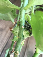 Spodoptera