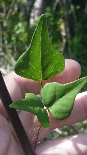 Erythrina herbacea