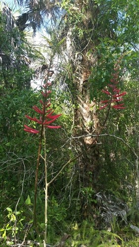 Erythrina herbacea