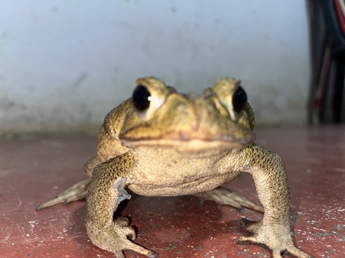Giant Toad