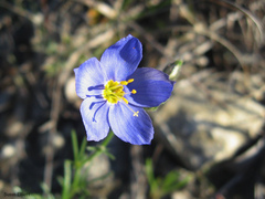 Giliastrum rigidulum