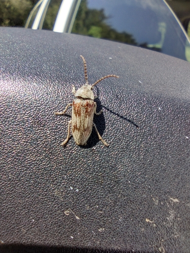 iNaturalist observation photo of Davidson's Beetle