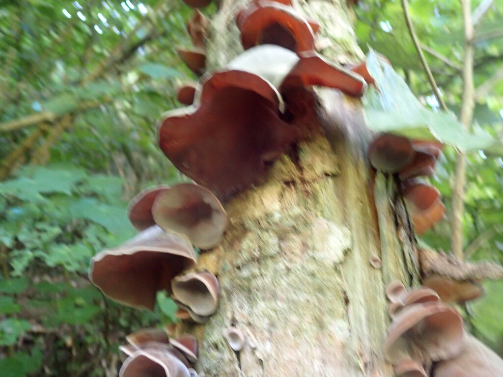 Auricularia cornea · April 2026 · photo: © shaun_thompson (iNaturalist, cc-by)