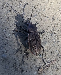 Carabus maeander