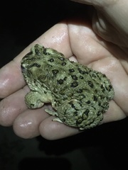 Anaxyrus californicus