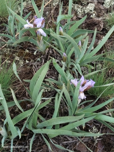 Iris glaucescens, photograph 6