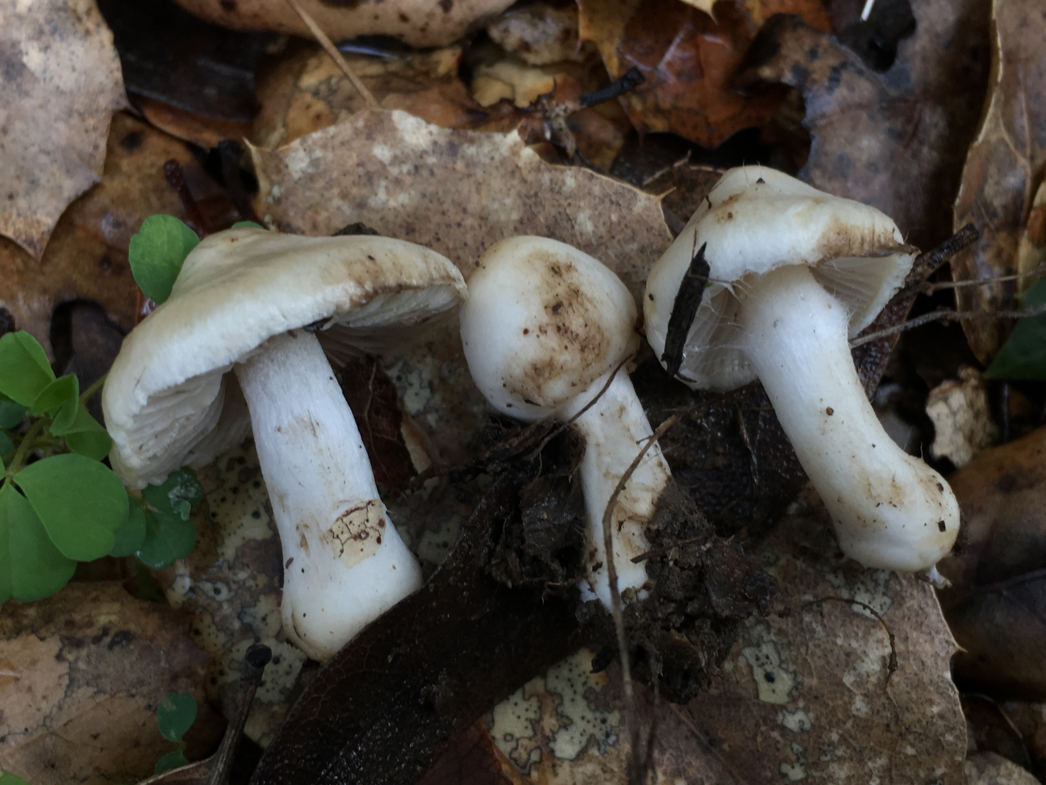 Inocybe geophylla image