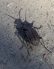 Carabus maeander