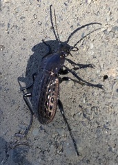 Carabus maeander
