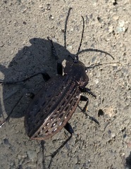 Carabus maeander