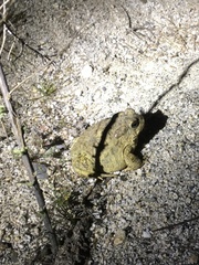 Anaxyrus californicus