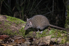 Antechinus stuartii