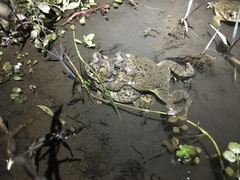 Anaxyrus californicus