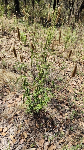 Salvia lavanduloides