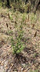 Salvia lavanduloides