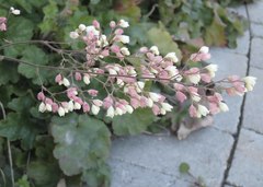 Heuchera maxima