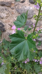 Malva multiflora