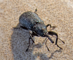 Magdalis phlegmatica