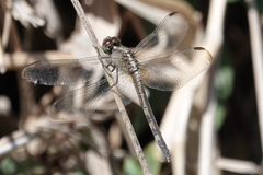 Erythrodiplax umbrata