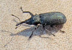 Magdalis phlegmatica