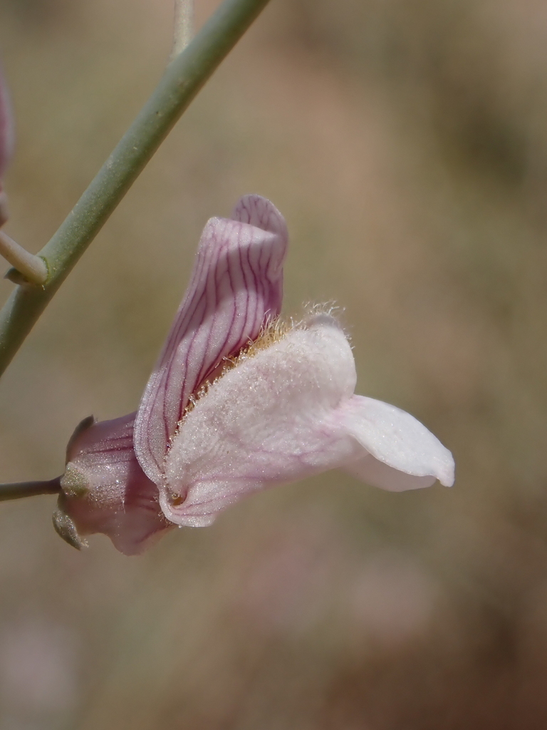 Acanthorrhinum ramosissimum