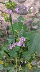 Malva multiflora