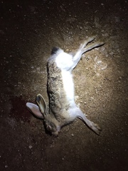 Lepus callotis